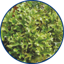 lichen de piatra islandez (Cetraria islandica)