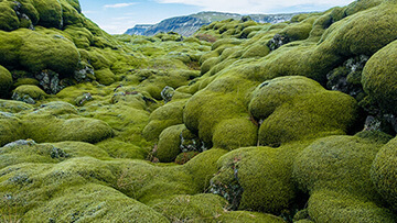 Lichen Islandez